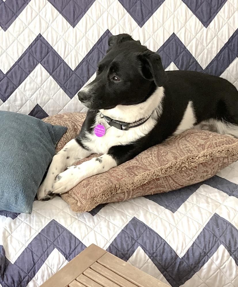 Minnie, a Adoptable mixed breed in Greenbelt, MD image 5/6