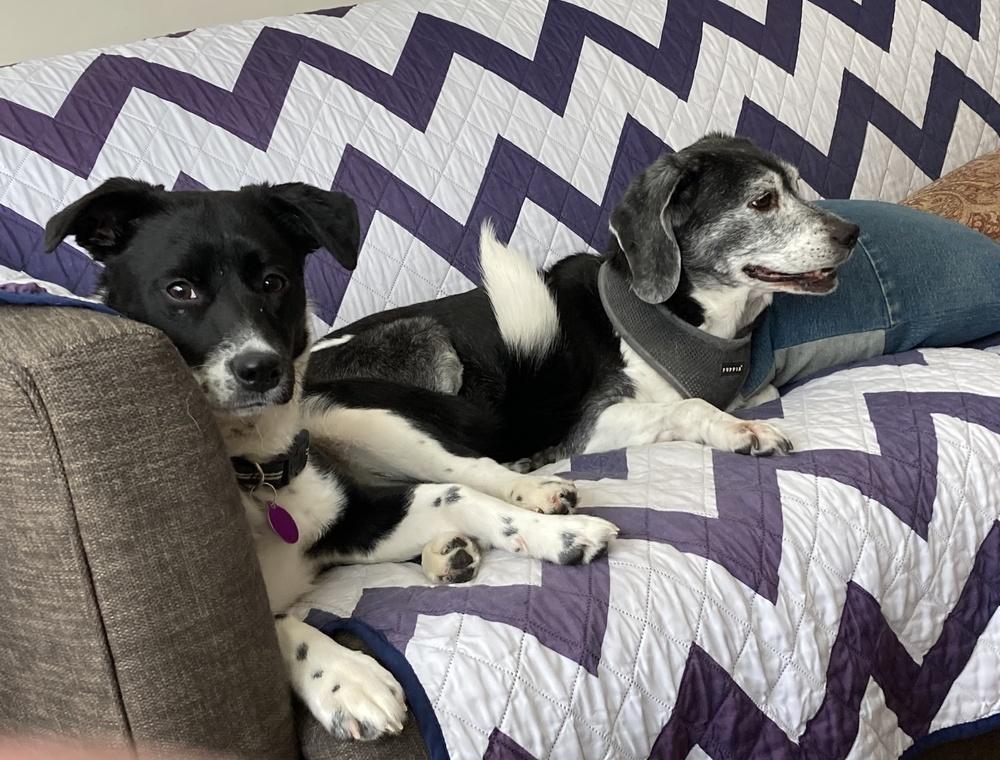 Minnie, a Adoptable mixed breed in Greenbelt, MD image 6/6