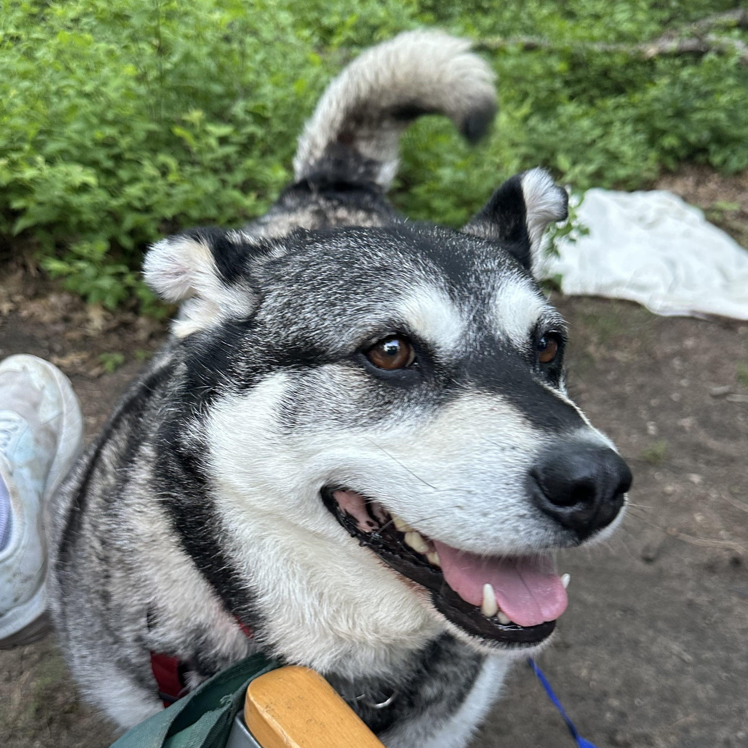 Enlarge Keeta, a Adoptable mixed breed in Kitchener, ON image 1/6