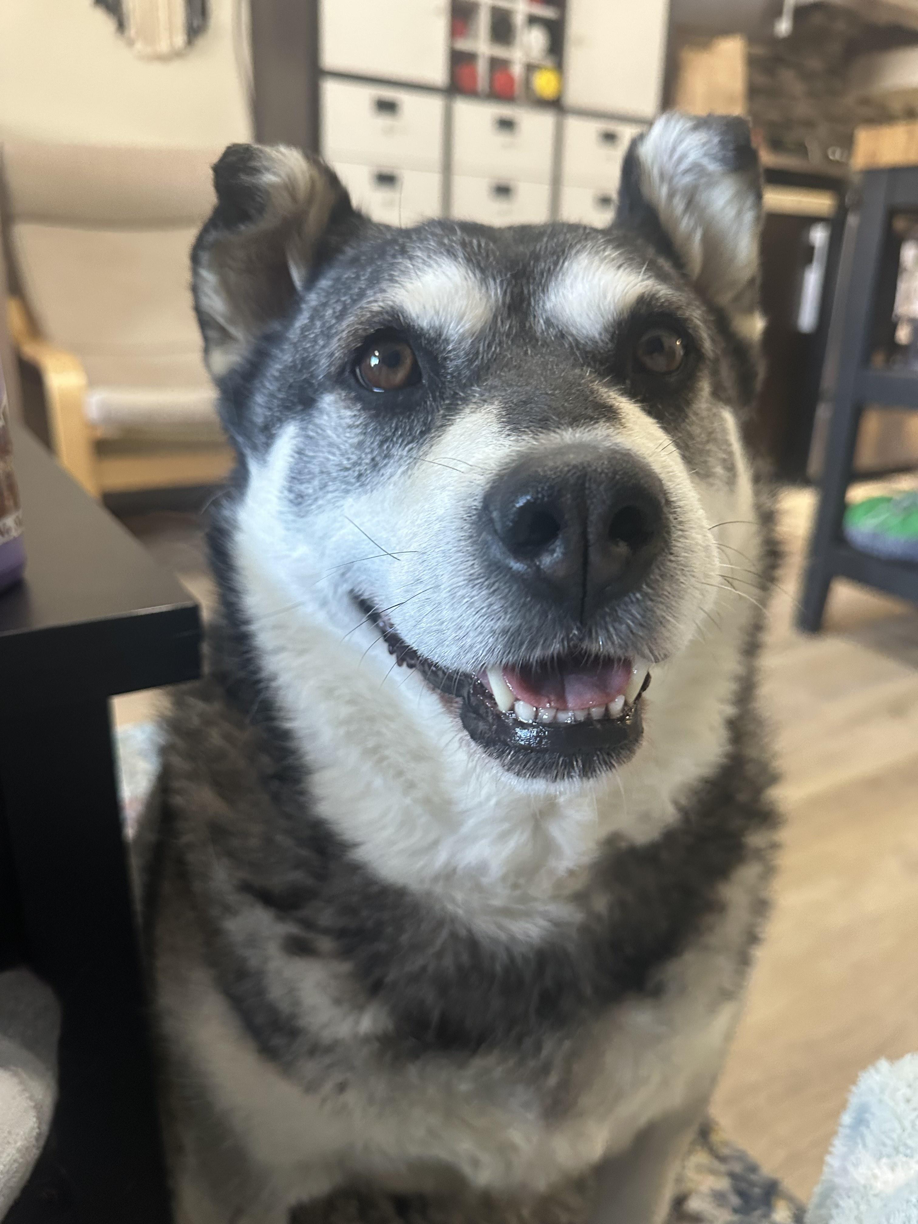 Enlarge Keeta, a Adoptable mixed breed in Kitchener, ON image 6/6