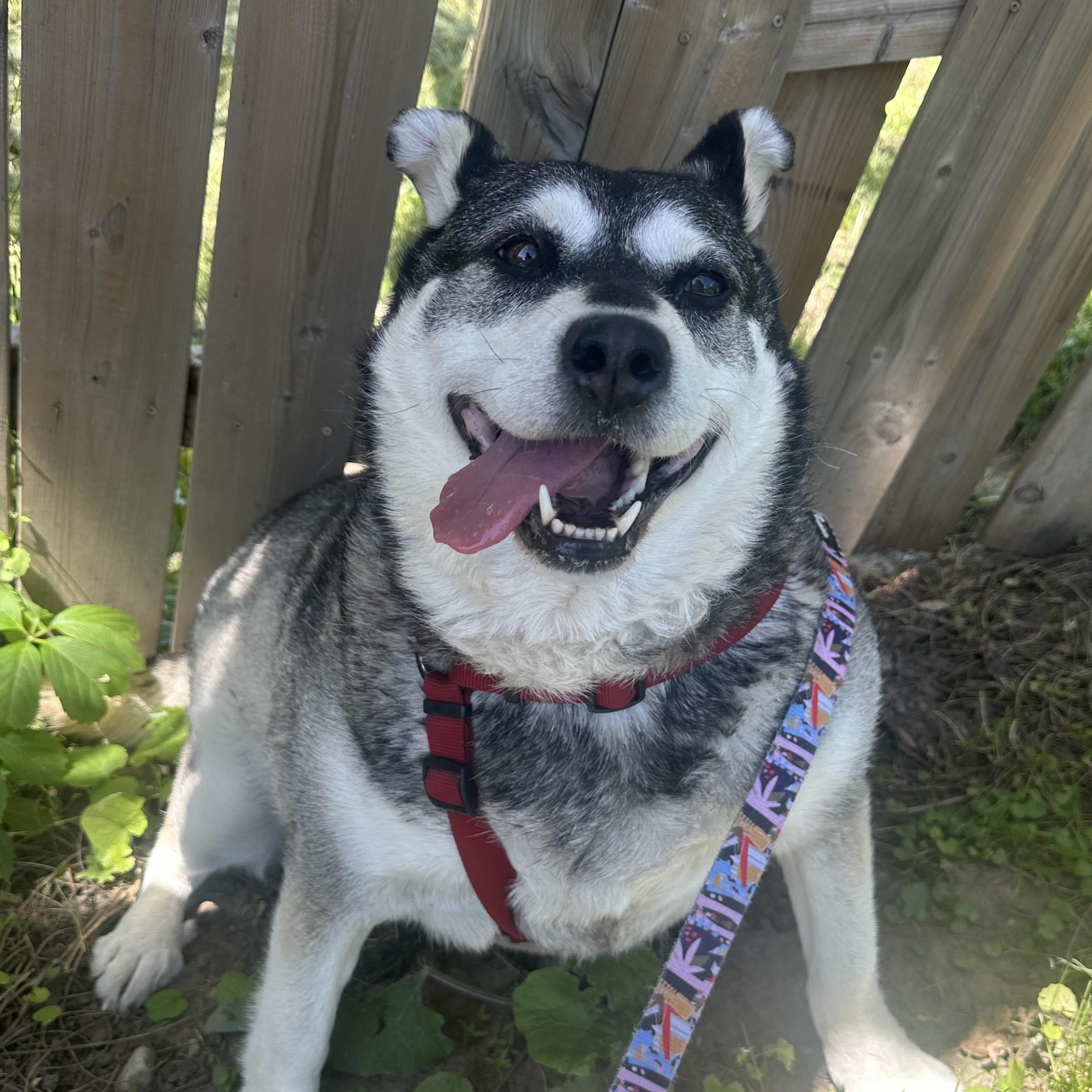 Enlarge Keeta, a Adoptable mixed breed in Kitchener, ON image 3/6