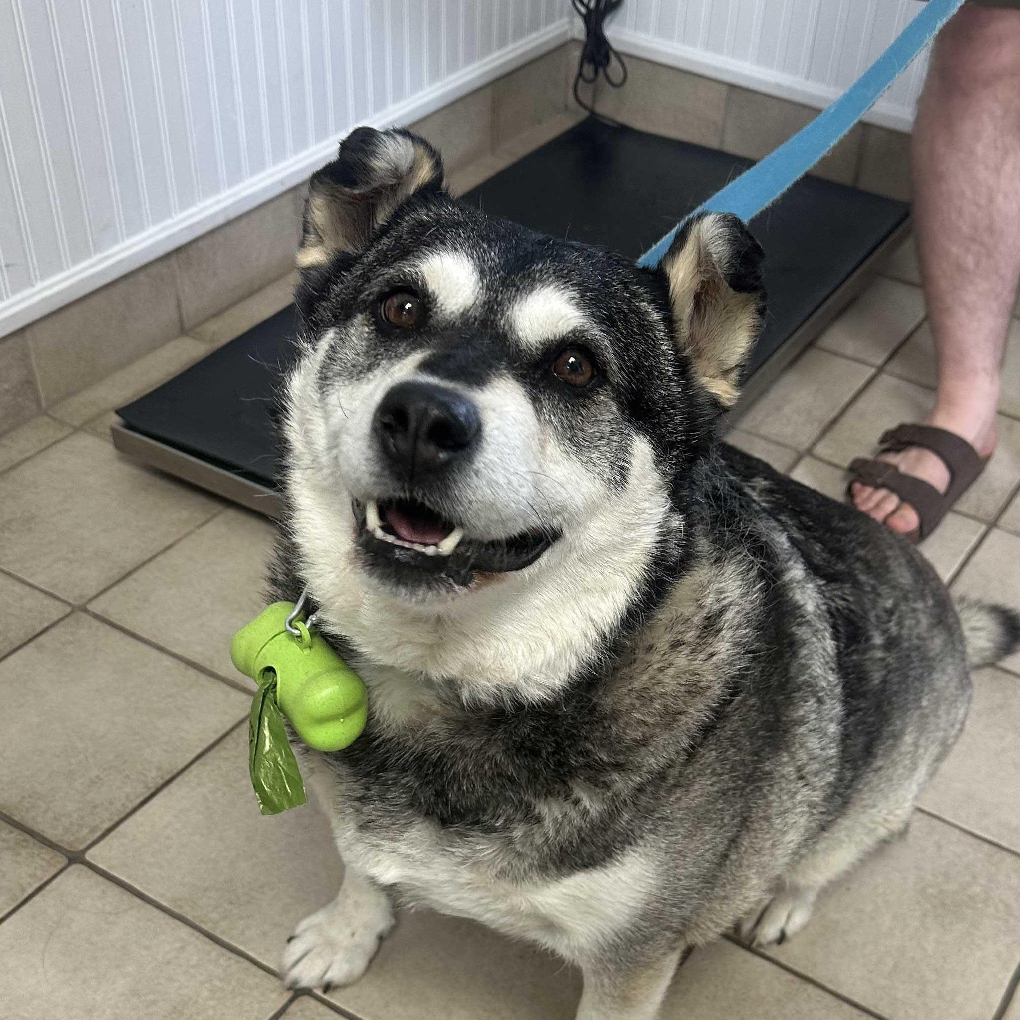 Enlarge Keeta, a Adoptable mixed breed in Kitchener, ON image 5/6