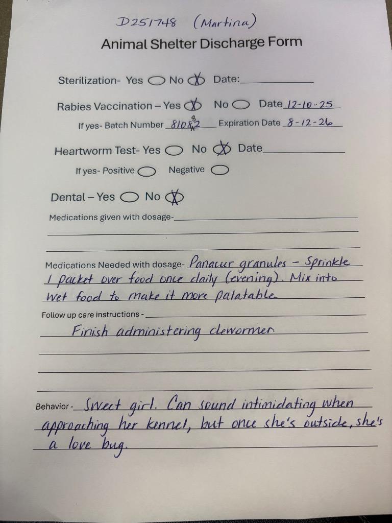 Dog Kennel #17 Martina, Adoptable, Adult Female Pit Bull Terrier & Mixed Breed.