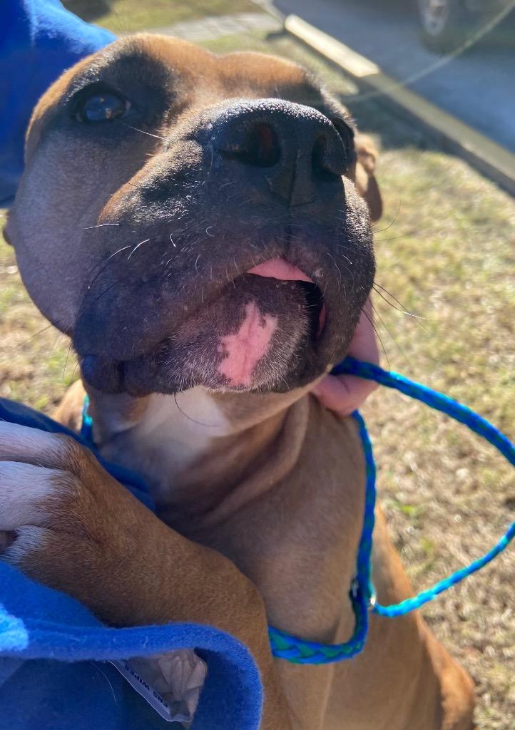 Enlarge Dog Kennel #17 Martina, a Adoptable mixed breed in Greenville, TX image 2/4