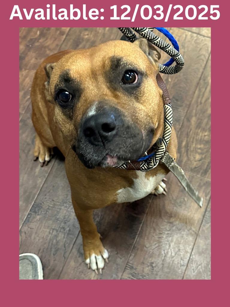 Enlarge Dog Kennel #17 Martina, a Adoptable mixed breed in Greenville, TX image 3/4