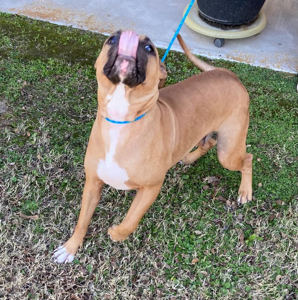Enlarge Dog Kennel #17 Martina, a Adoptable mixed breed in Greenville, TX image 4/4