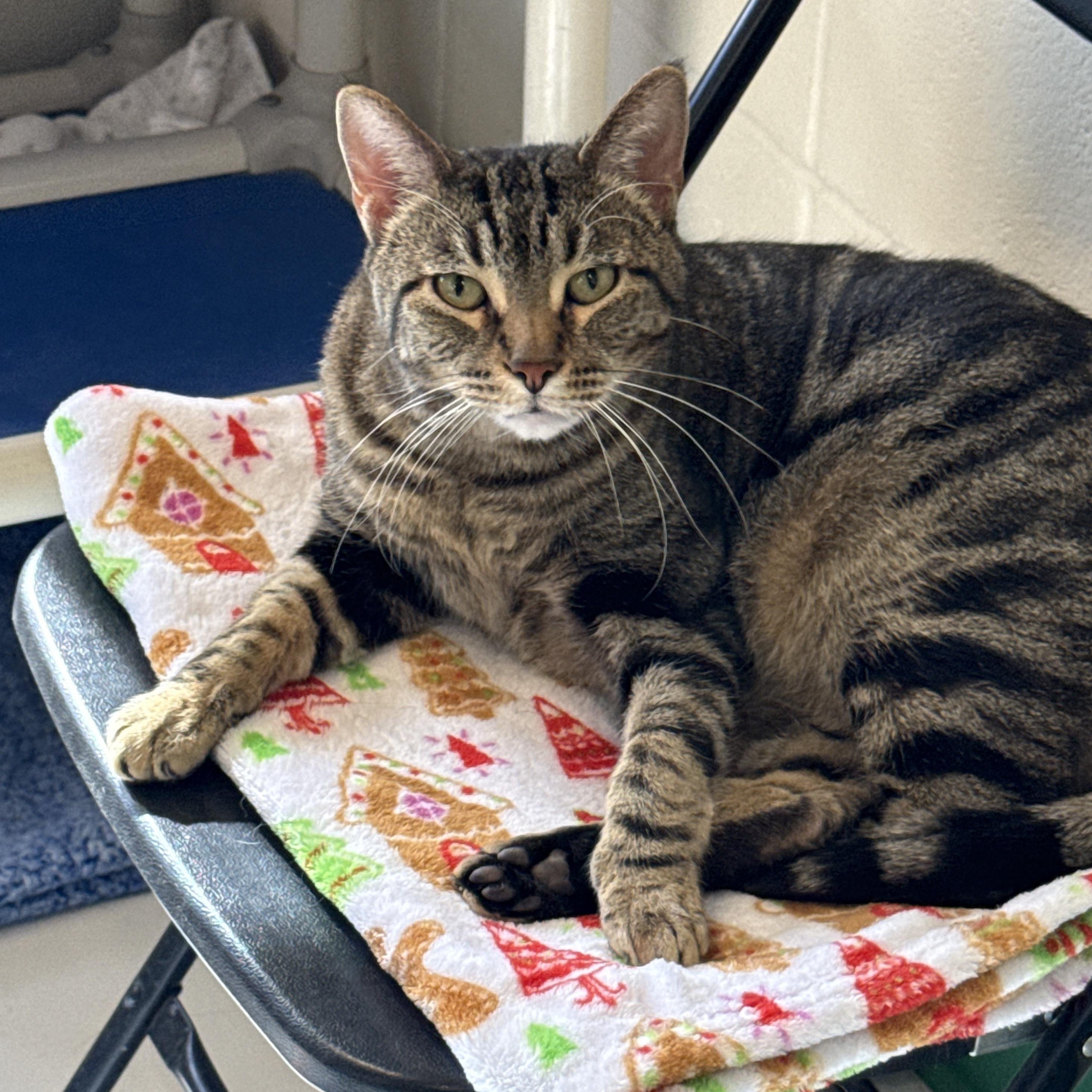 Enlarge Pocky, a Adoptable Domestic Short Hair in Springfield, MO image 1/5