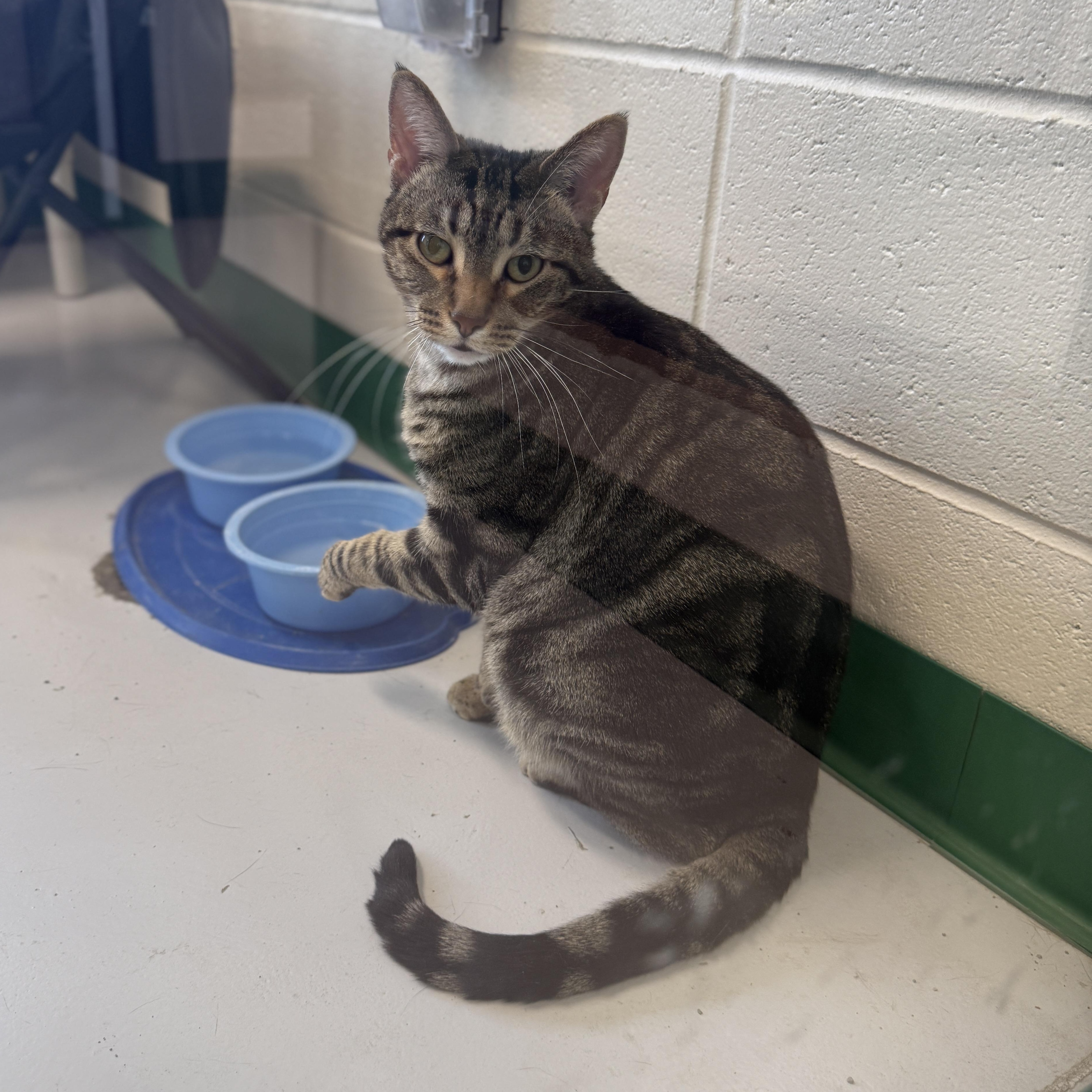 Enlarge Pocky, a Adoptable Domestic Short Hair in Springfield, MO image 5/5