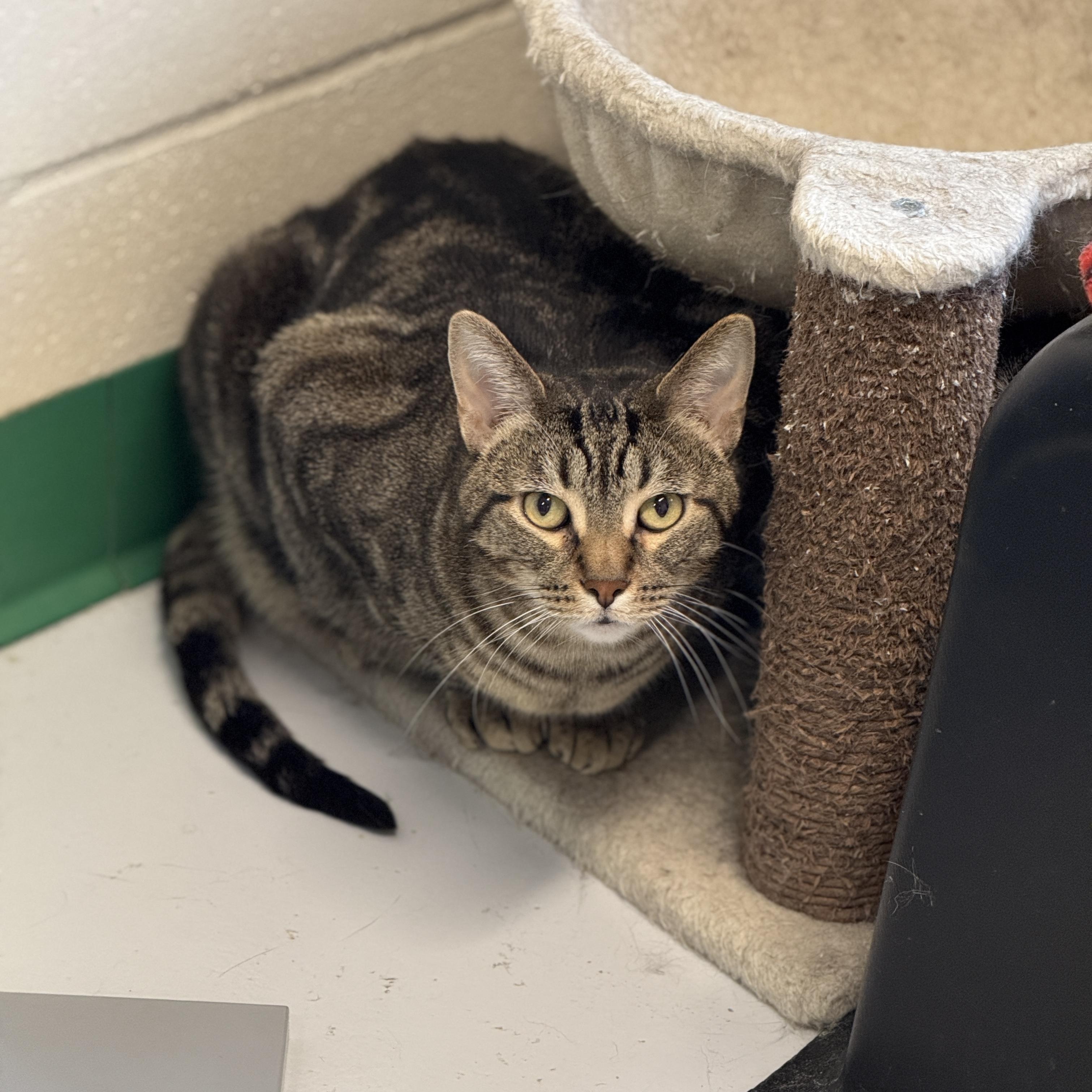 Enlarge Pocky, a Adoptable Domestic Short Hair in Springfield, MO image 2/5