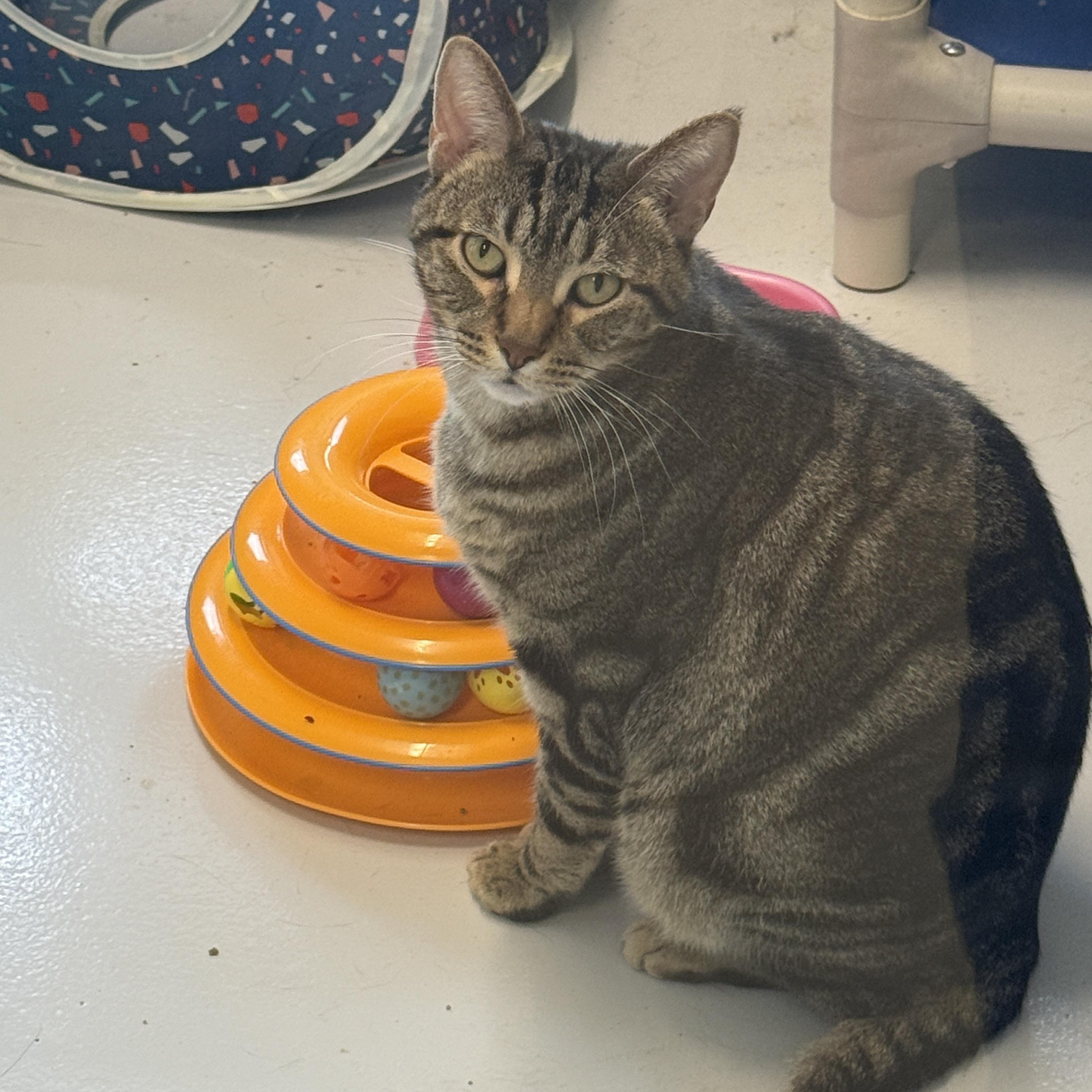 Enlarge Pocky, a Adoptable Domestic Short Hair in Springfield, MO image 3/5