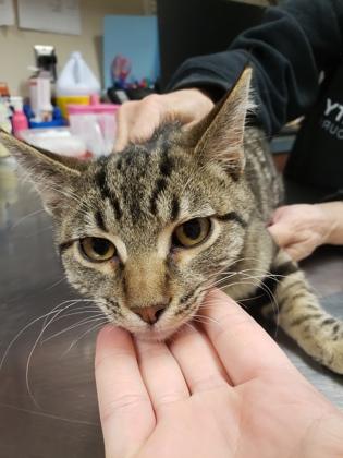 Pocky (Tabasco)