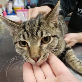 Enlarge Pocky, a Adoptable Domestic Short Hair in Springfield, MO image 4/5