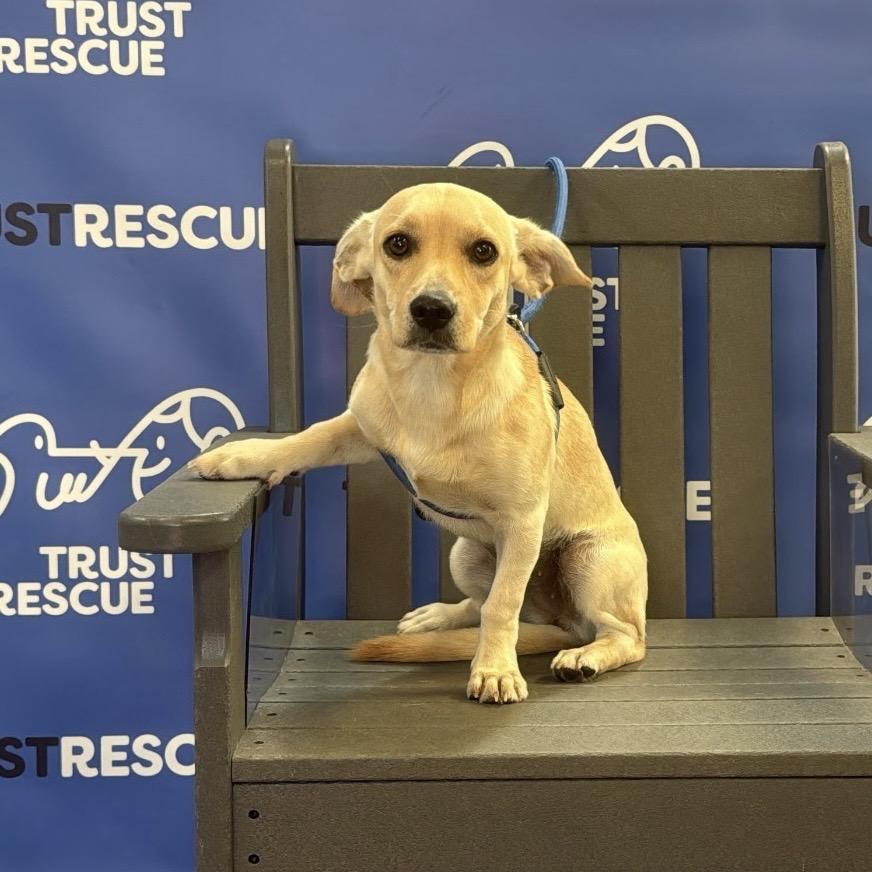 DULCE, Adoptable, Adult Female Terrier.