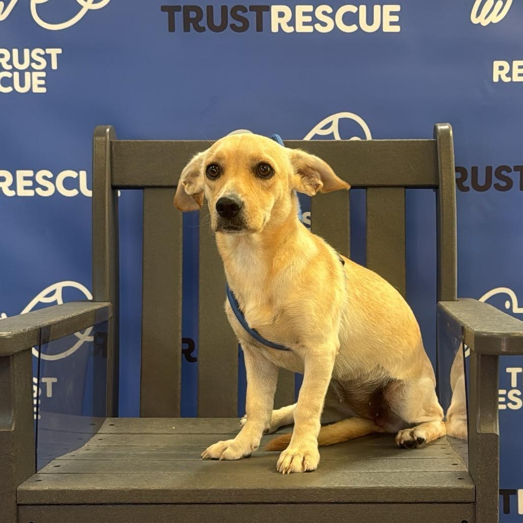 Enlarge DULCE, a Adoptable Terrier in Berlin, NJ image 3/5