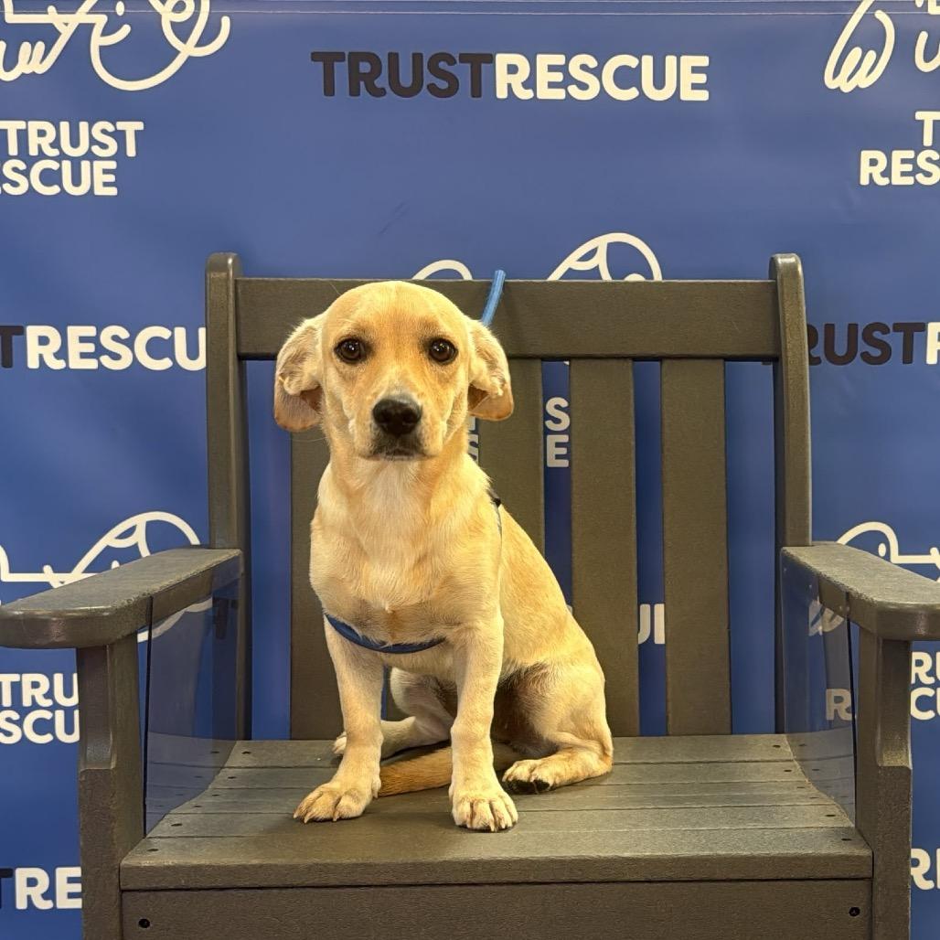 Enlarge DULCE, a Adoptable Terrier in Berlin, NJ image 4/5