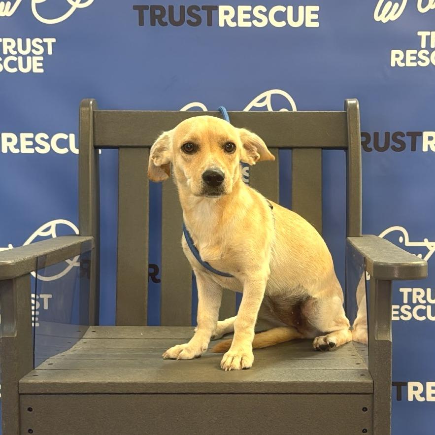 Enlarge DULCE, a Adoptable Terrier in Berlin, NJ image 5/5