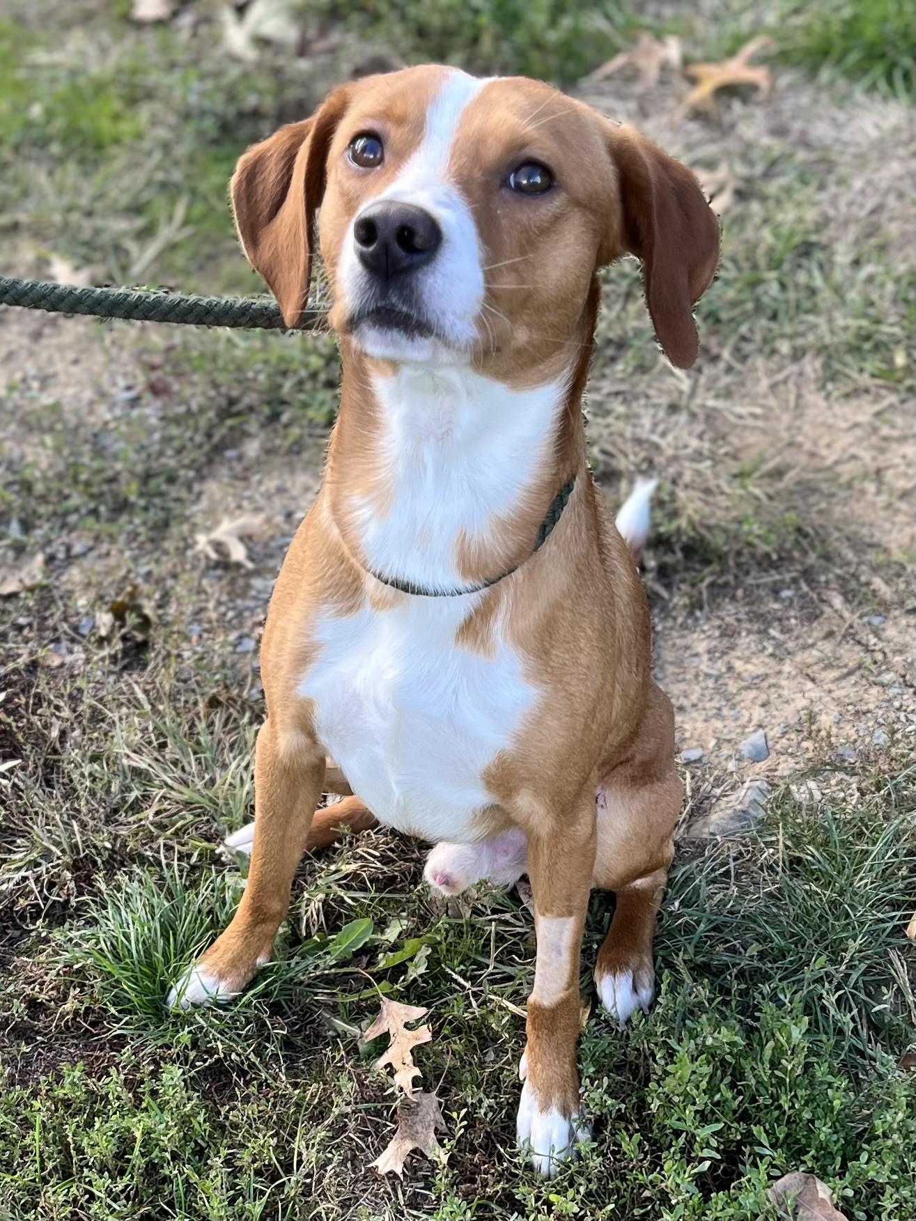 Enlarge Shiloh, a Adoptable mixed breed in Winchester, VA image 1/3