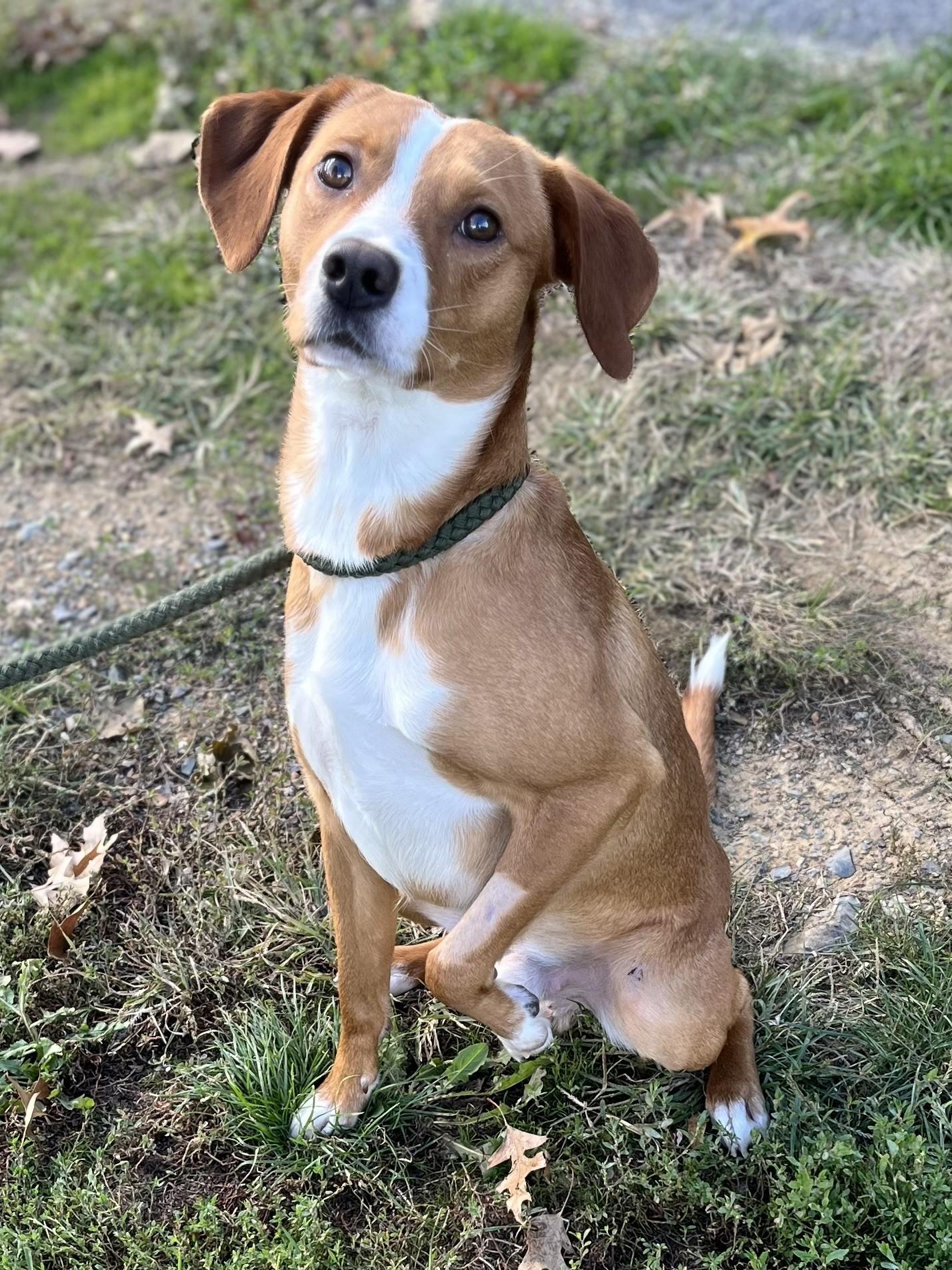 Enlarge Shiloh, a Adoptable mixed breed in Winchester, VA image 2/3