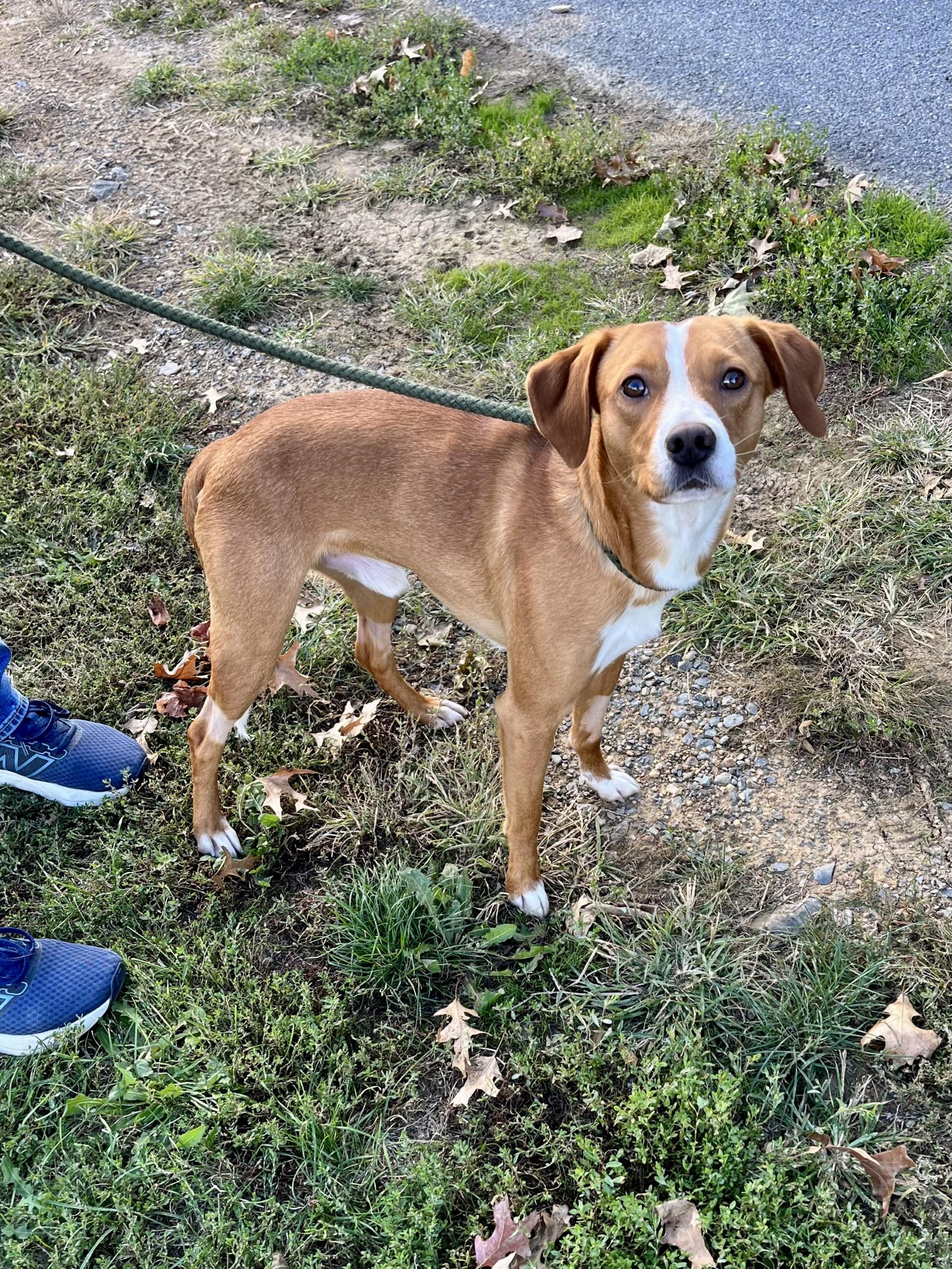 Enlarge Shiloh, a Adoptable mixed breed in Winchester, VA image 3/3