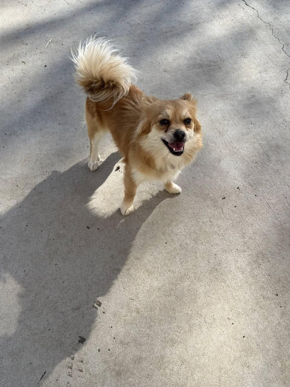 LadyBug, a ADOPTABLE mixed breed in Ulysses, KS image 2/2