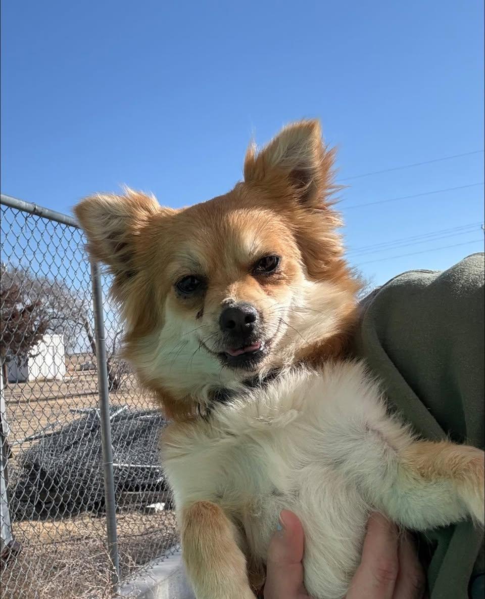 LadyBug, a ADOPTABLE mixed breed in Ulysses, KS image 1/2