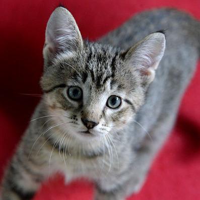 Jameson, Adoptable, Kitten Male Domestic Short Hair.