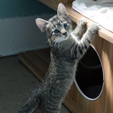 Enlarge Jameson, a Adoptable Domestic Short Hair in Fort Leavenworth, KS image 2/6