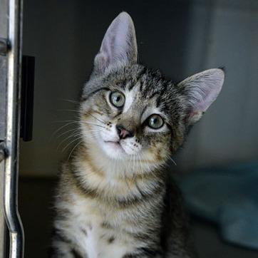 Enlarge Jameson, a Adoptable Domestic Short Hair in Fort Leavenworth, KS image 3/6