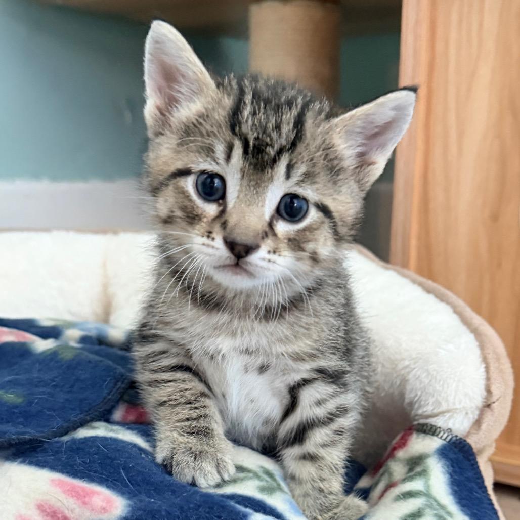 Enlarge Jameson, a Adoptable Domestic Short Hair in Fort Leavenworth, KS image 4/6