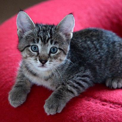 Enlarge Jameson, a Adoptable Domestic Short Hair in Fort Leavenworth, KS image 5/6