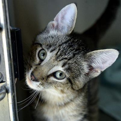 Enlarge Jameson, a Adoptable Domestic Short Hair in Fort Leavenworth, KS image 6/6