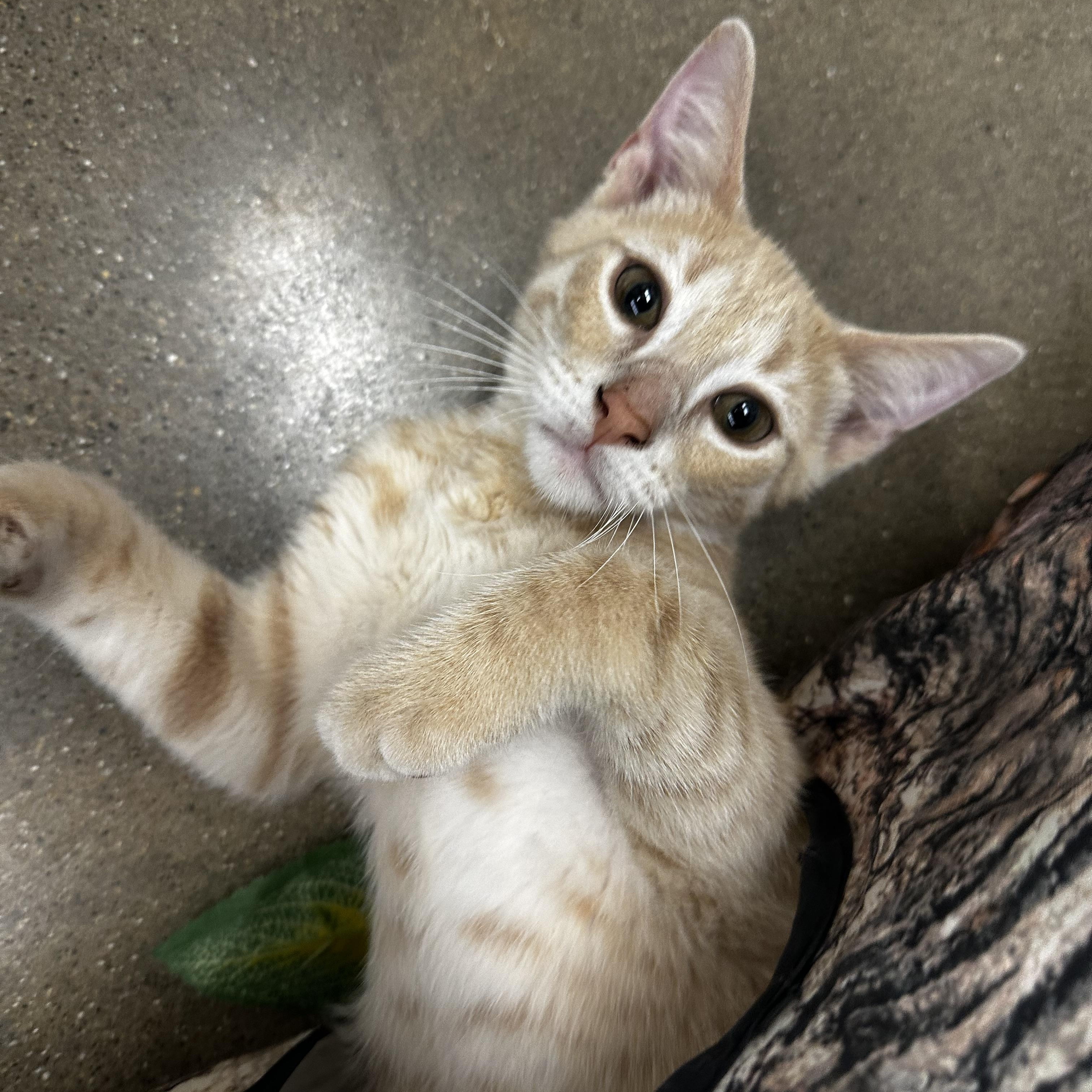 Melon, a Adoptable Domestic Short Hair in Homewood, IL image 1/2
