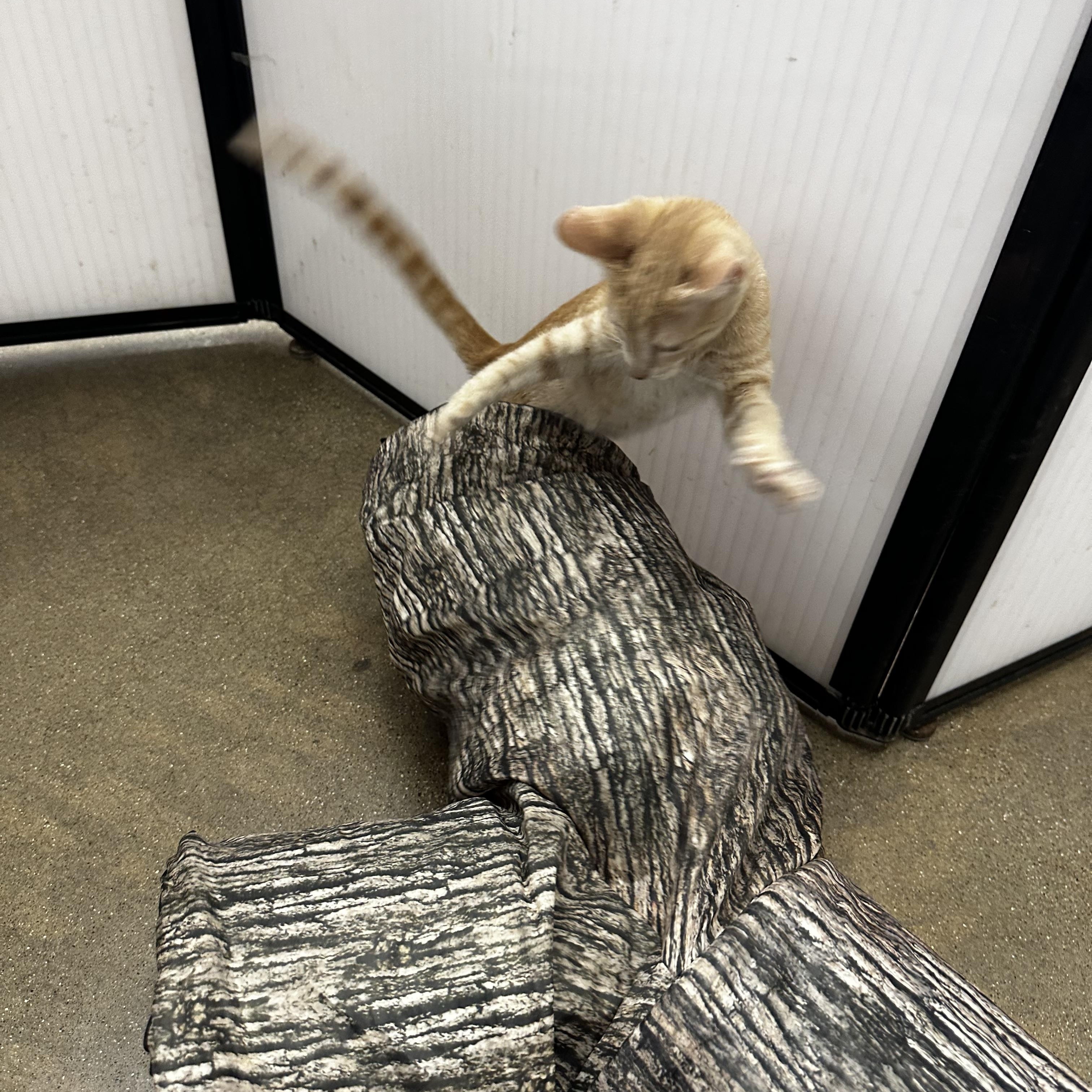 Melon, a Adoptable Domestic Short Hair in Homewood, IL image 2/2