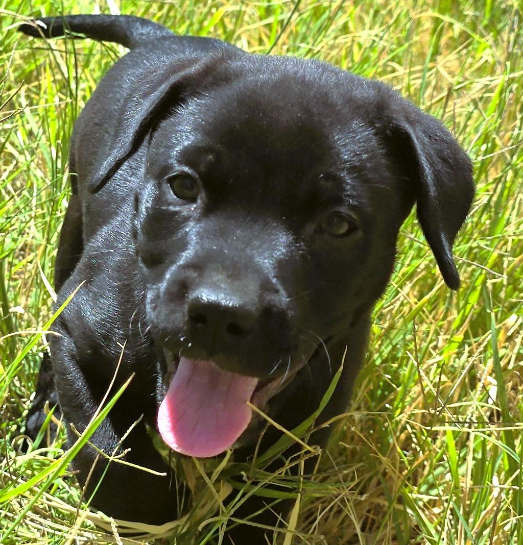 Nugget, Baby Female Black Labrador Retriever