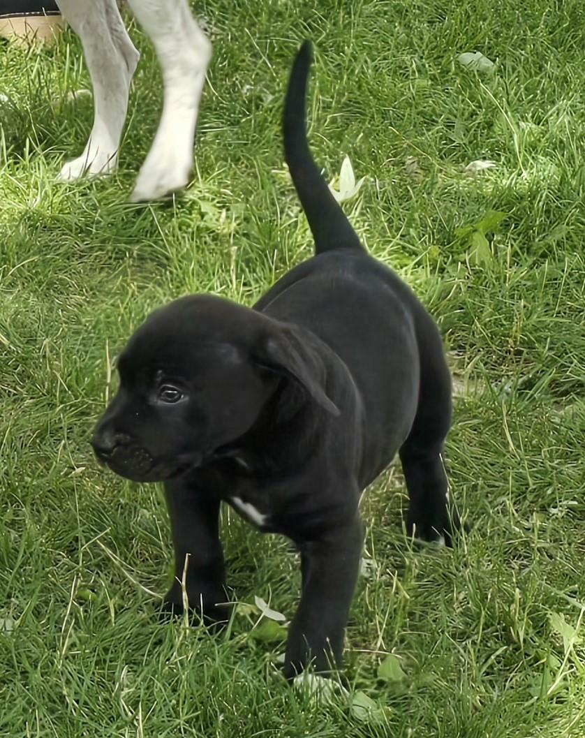 Nugget photo 3