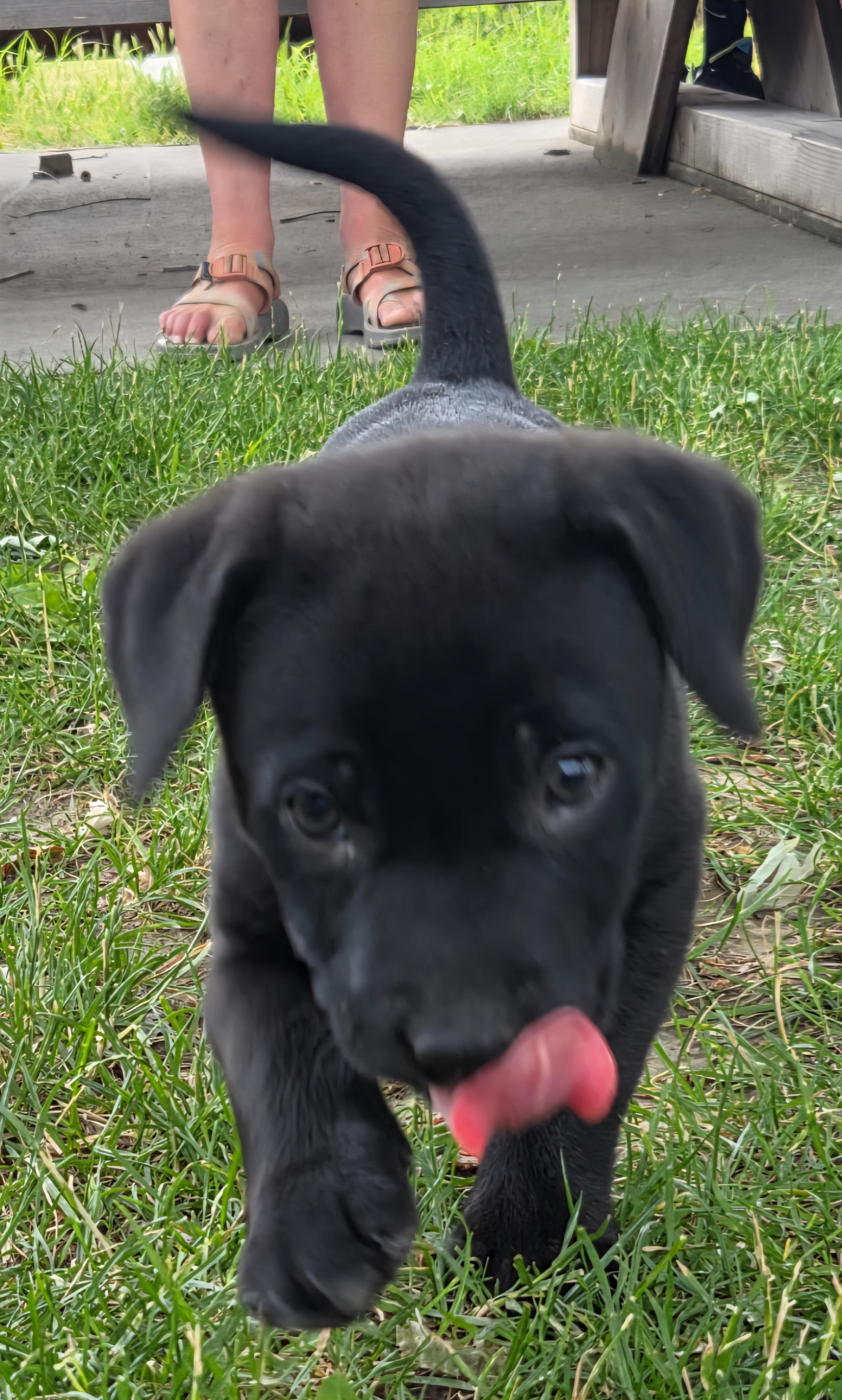 Nugget photo 5