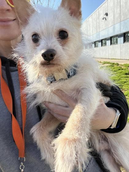 Enlarge Stick, a Adoptable Terrier in Morganville, NJ image 1/1