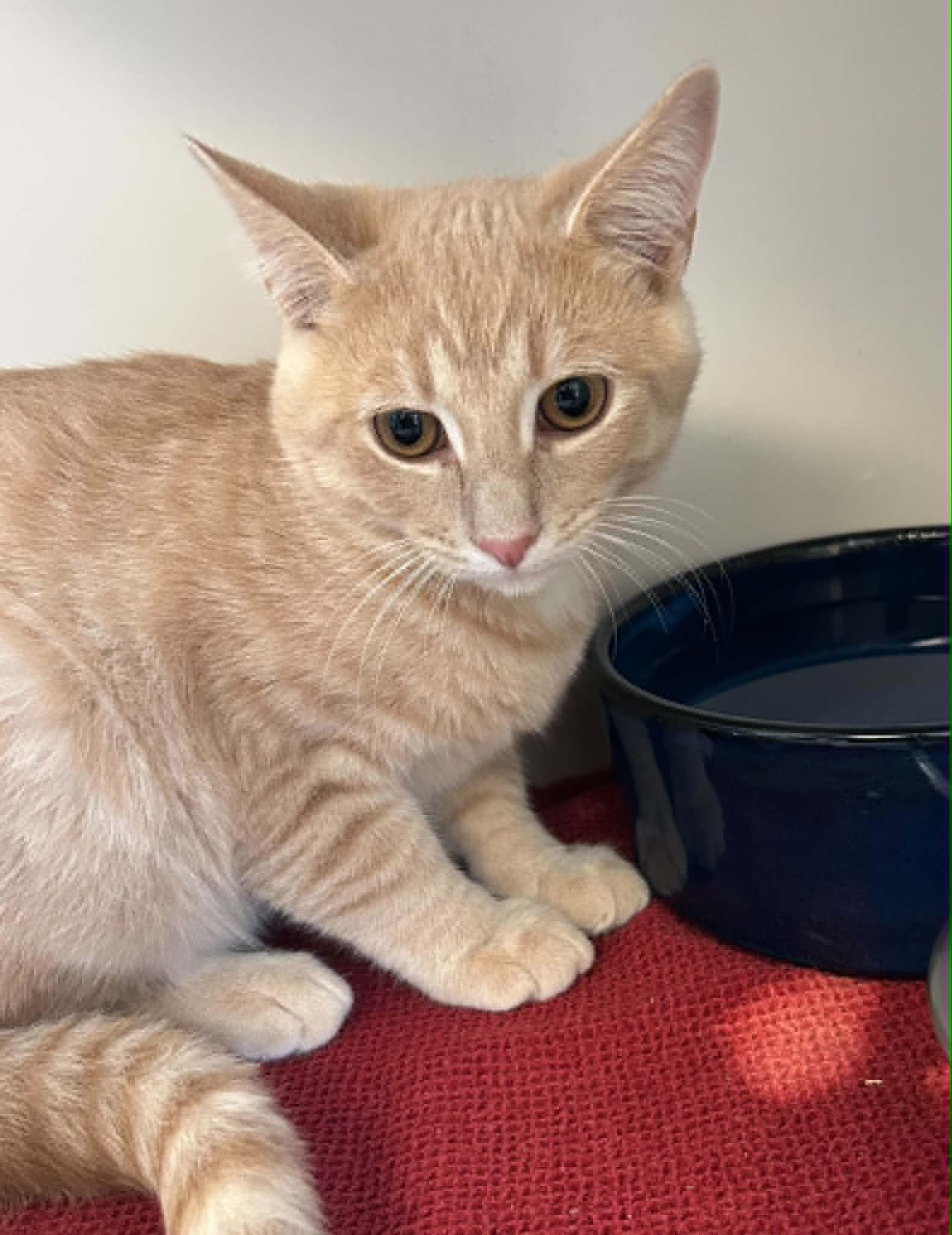 Enlarge Sparky, a Adoptable Domestic Short Hair in Elizabethtown, NY image 1/1