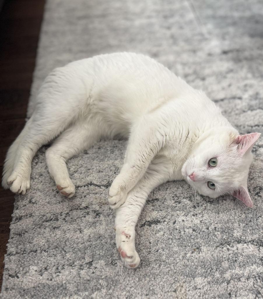 Enlarge Blanco26, a Adoptable mixed breed in Youngsville, NC image 2/4