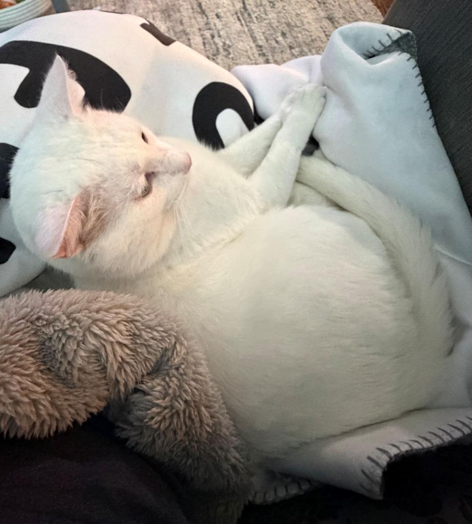 Enlarge Blanco26, a Adoptable mixed breed in Youngsville, NC image 3/4