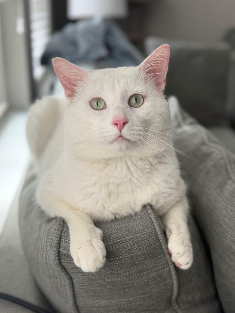 Blanco26, Adoptable, Adult Male Domestic Short Hair.