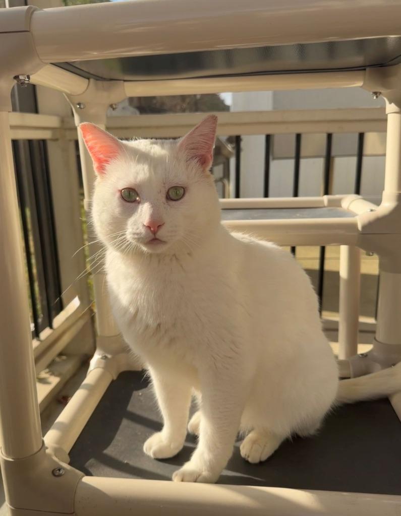 Enlarge Blanco26, a Adoptable mixed breed in Youngsville, NC image 4/4