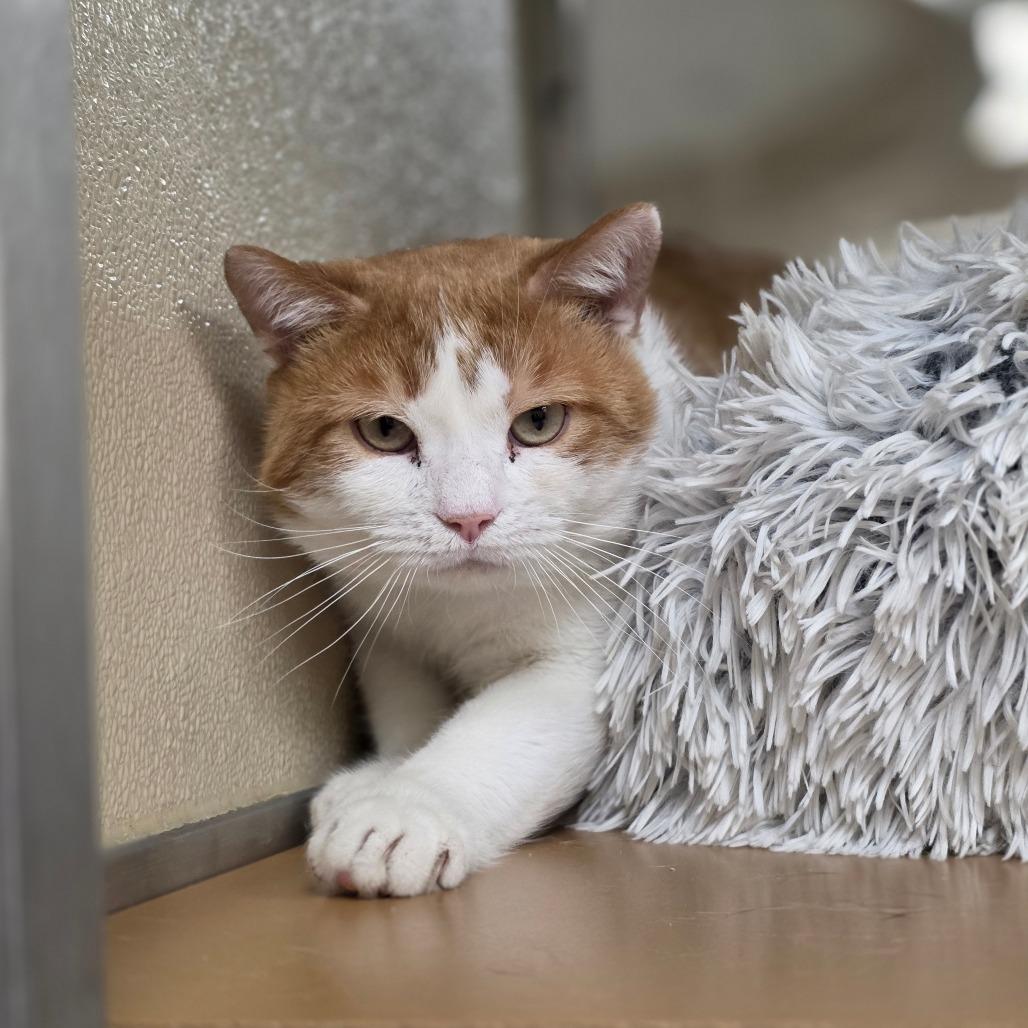 Enlarge Landon, a Adoptable Domestic Short Hair in Chatham, VA image 1/3