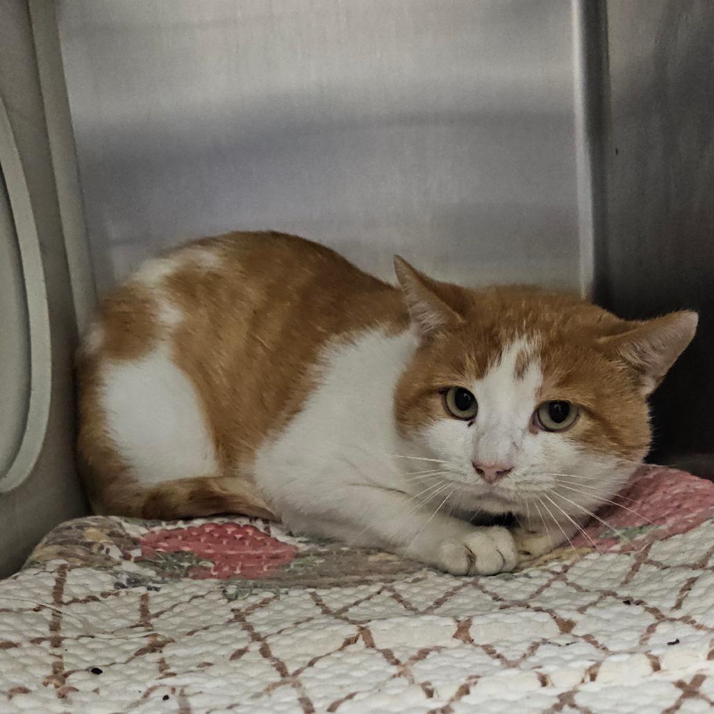 Enlarge Landon, a Adoptable Domestic Short Hair in Chatham, VA image 1/2