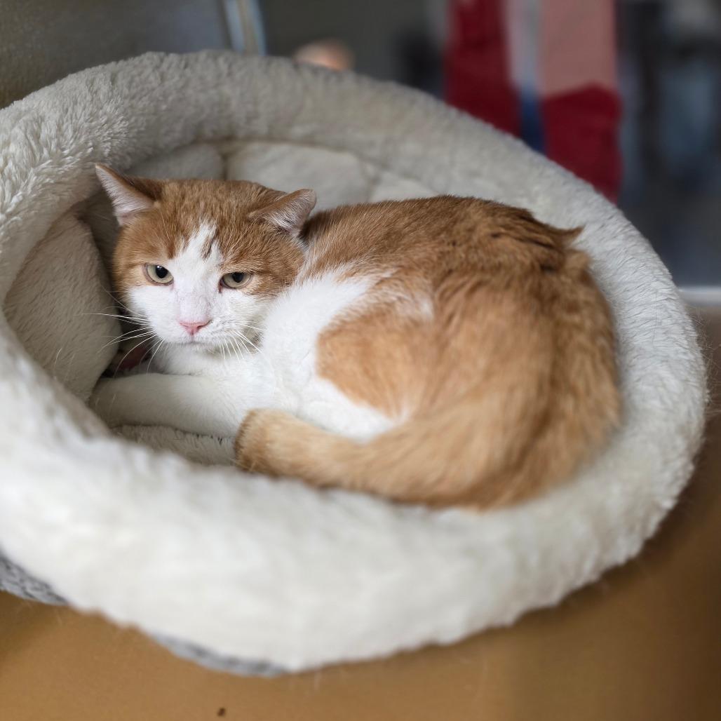 Enlarge Landon, a Adoptable Domestic Short Hair in Chatham, VA image 2/2