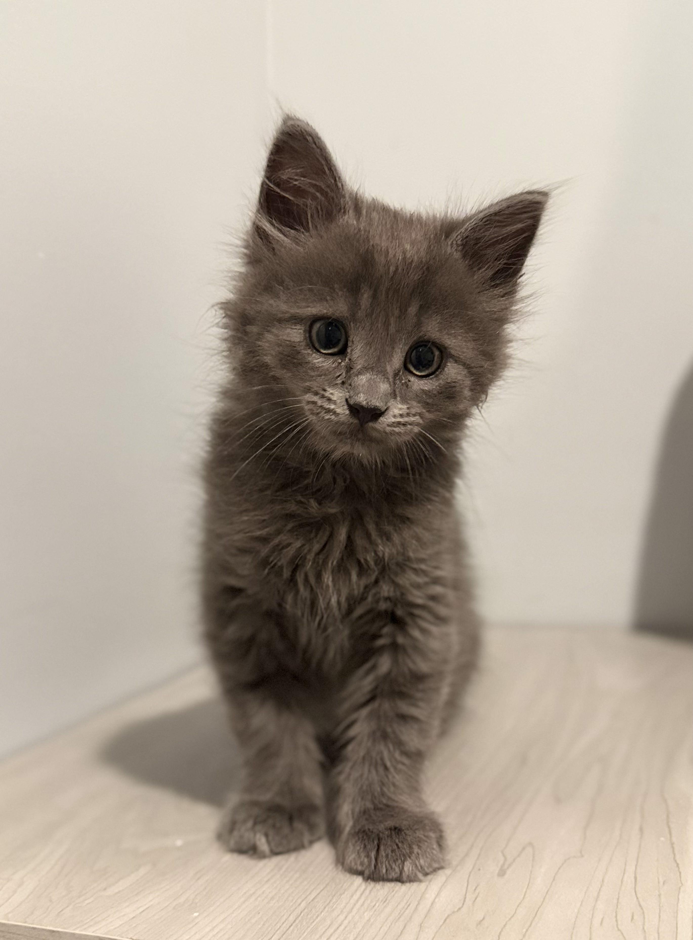 Boromir, adopted, Kitten Male Domestic Long Hair.