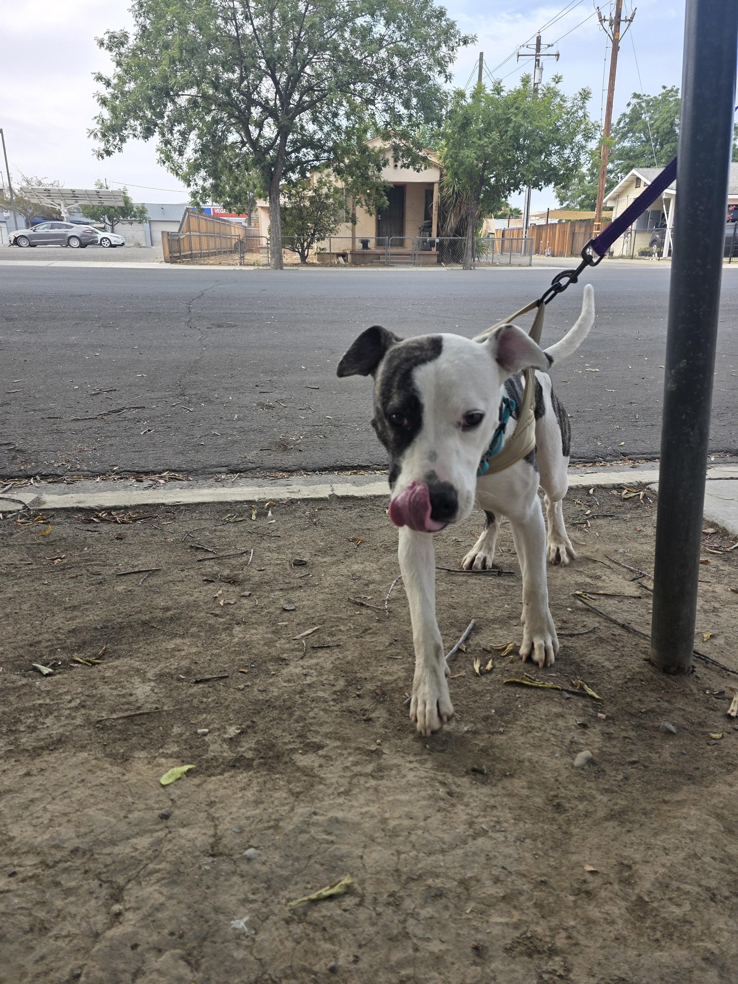 Enlarge Chloe, a Adoptable mixed breed in Santa Clara, CA image 5/5