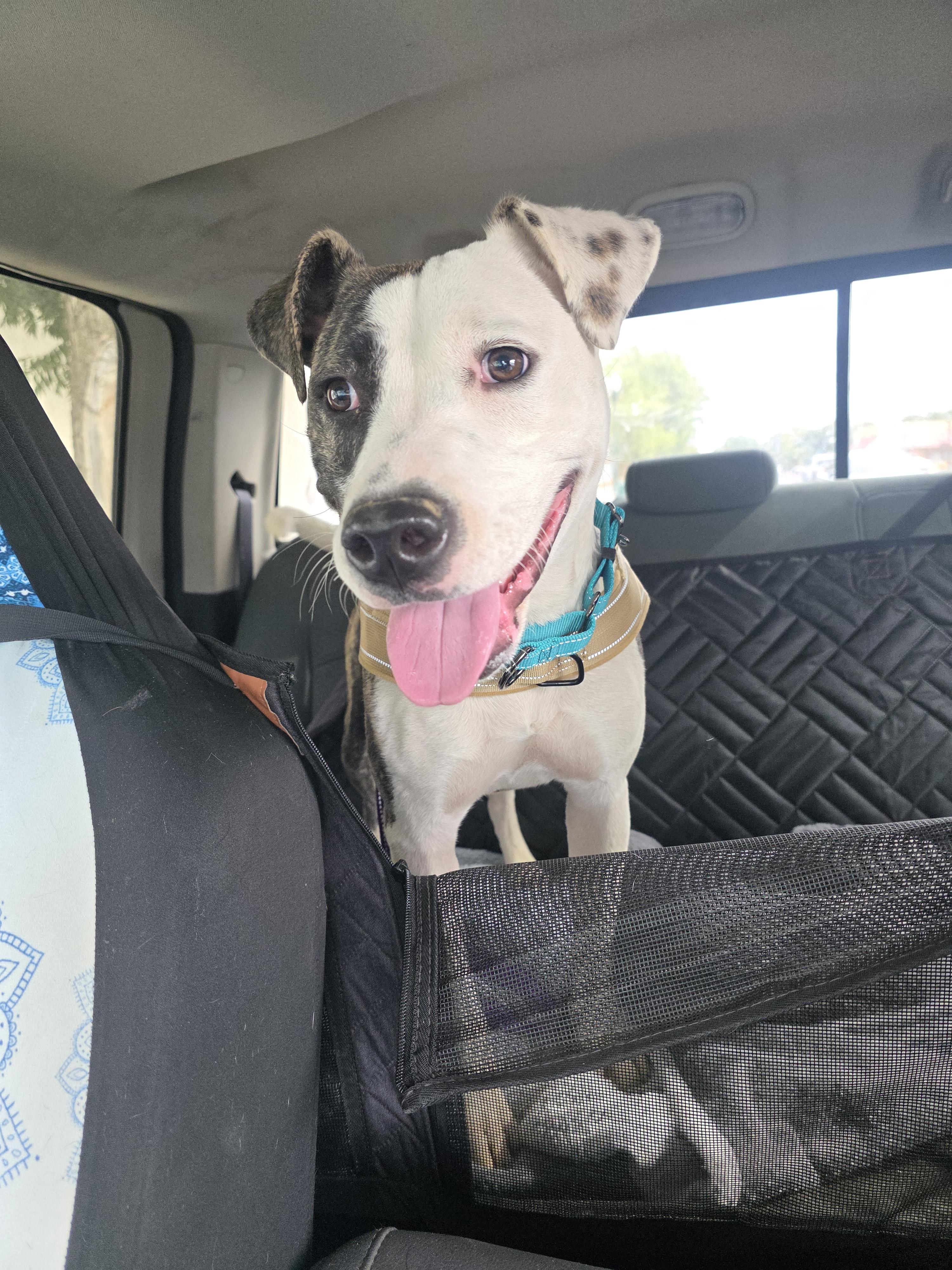 Chloe, Adoptable, Young Female Pit Bull Terrier.