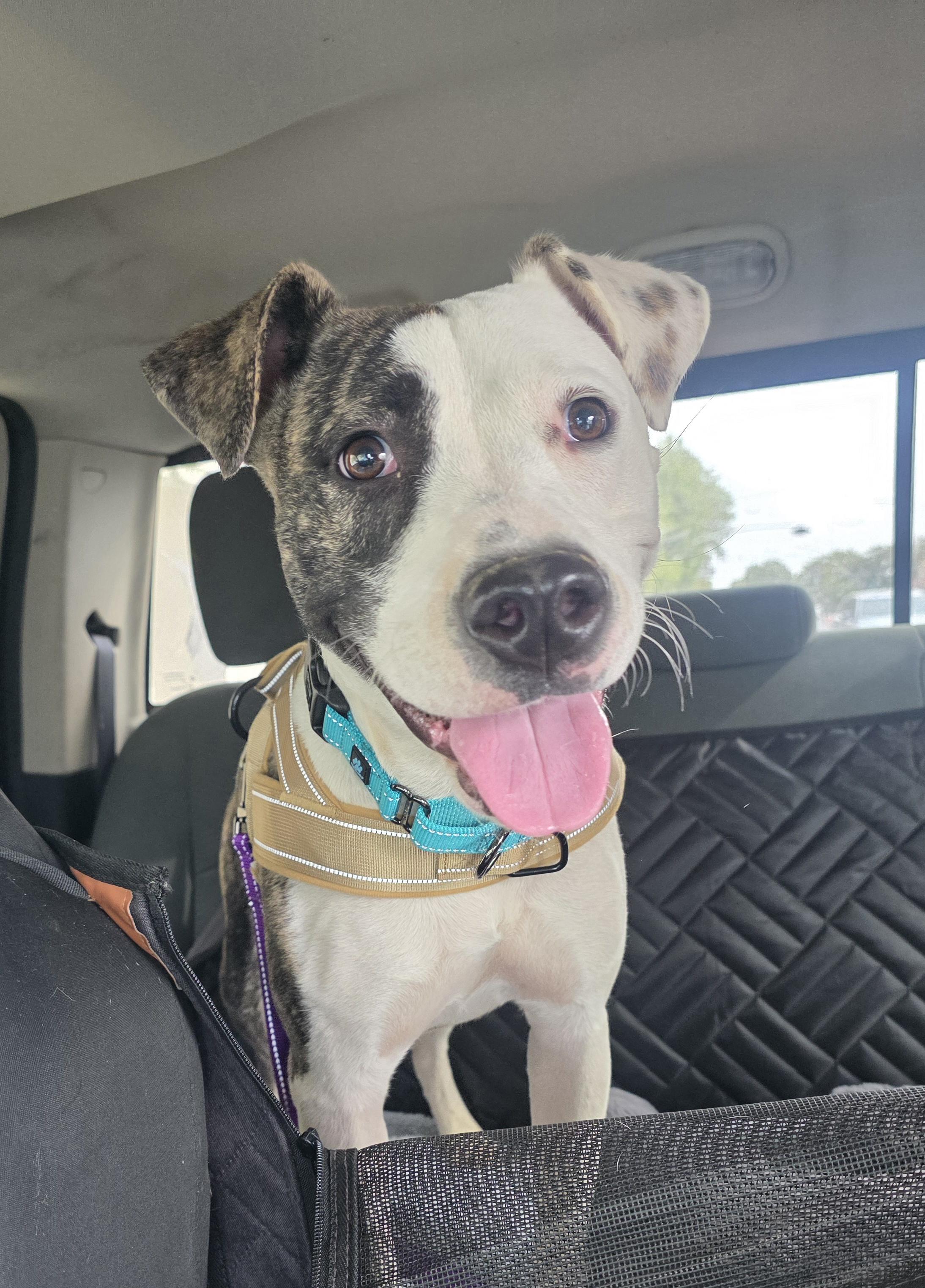 Enlarge Chloe, a Adoptable mixed breed in Santa Clara, CA image 2/5