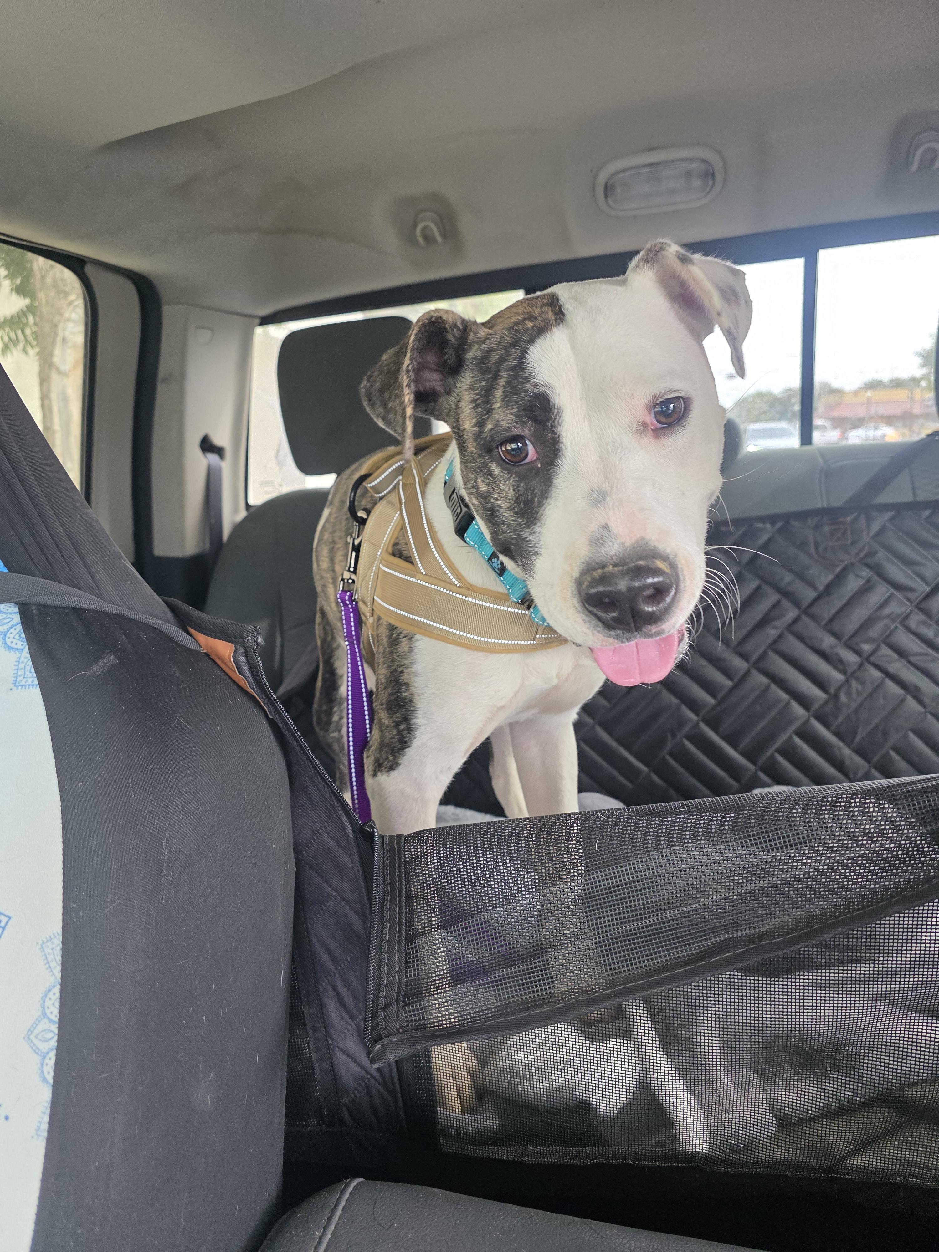 Enlarge Chloe, a Adoptable mixed breed in Santa Clara, CA image 4/5